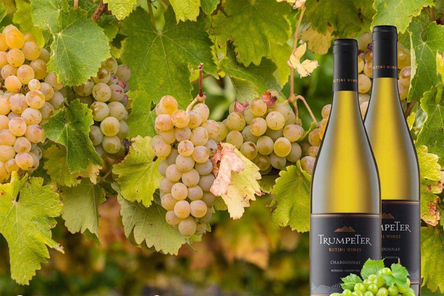 Giống nho Chardonnay là nguyên liệu chính tạo nên dòng vang Trumpeter Chardonnay