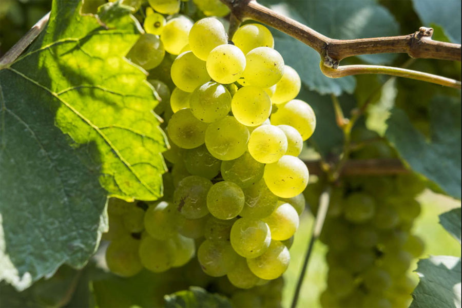 Giống nho trắng Chardonnay để làm rượu Monastier Chardonnay