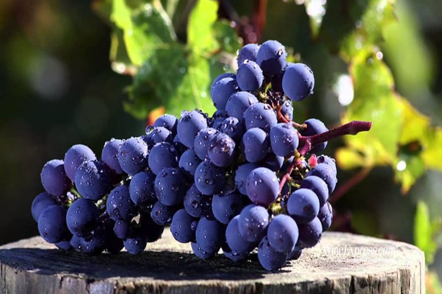 Nho Cabernet Sauvignon được dùng sản xuất Monastier Cabernet Sauvignon