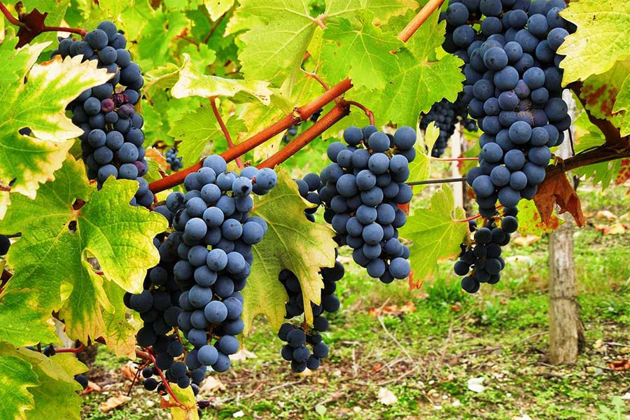 Rượu được sản xuất từ giống nho Cabernet Sauvignon Chile