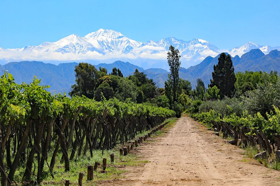 Vùng trồng nho Mendoza là cái nôi của Malbec