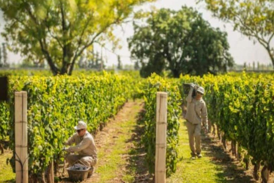 Vườn nho Torrontes tại Mendoza - Nơi sản sinh dòng rượu vang cao cấp