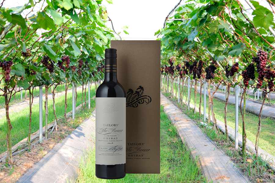 Để tạo nên 1 chai Wakefield Taylor Fw The Pioneer Shiraz tốn rất nhiều tâm huyết