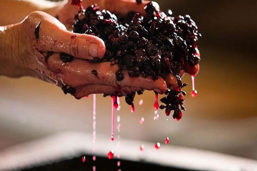 Ép và lên men nho Cabernet Sauvignon nguyên liệu