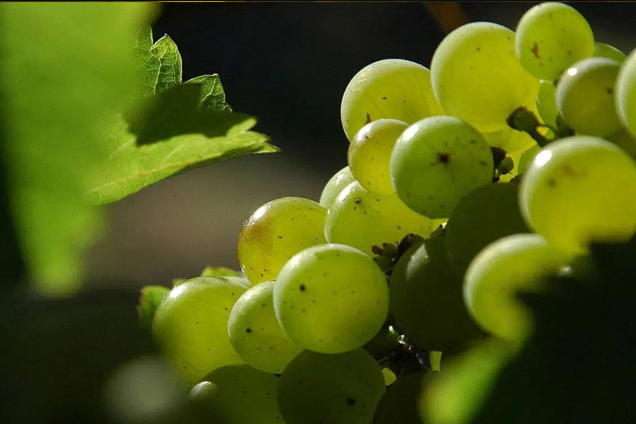 Wakefield Taylor Fw Estate Sauvignon Blanc được làm từ giống nho Sauvignon Blanc của nước Úc