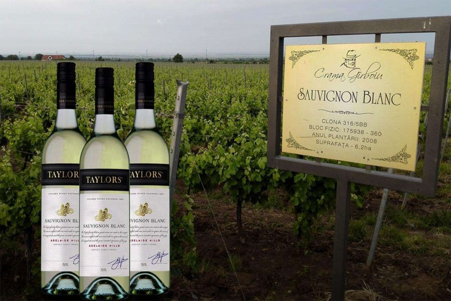Wakefield Taylor Fw Estate Sauvignon Blanc là biểu tượng của sự thanh khiết