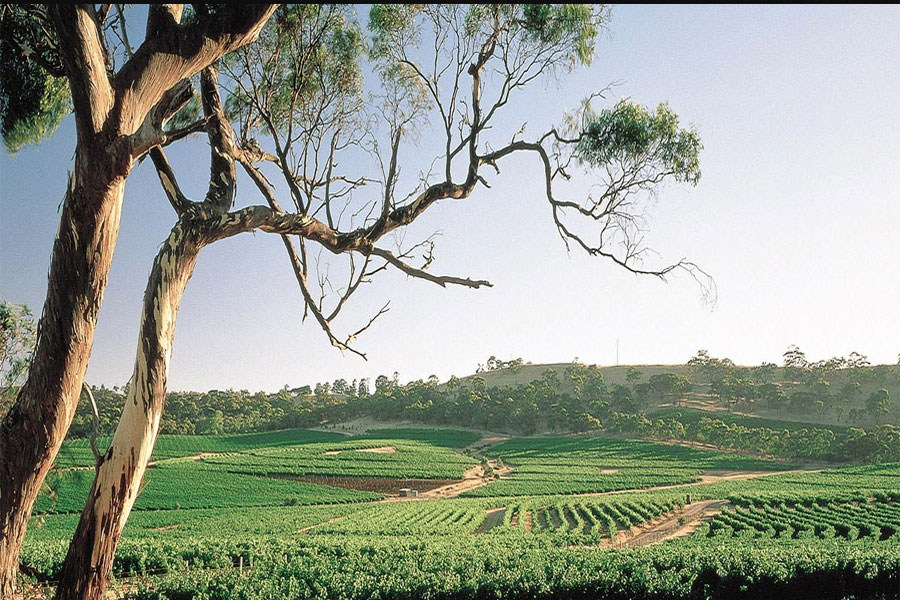 Wakefield Taylor Fw Estate Shiraz được sinh ra ở vùng Clare Valley