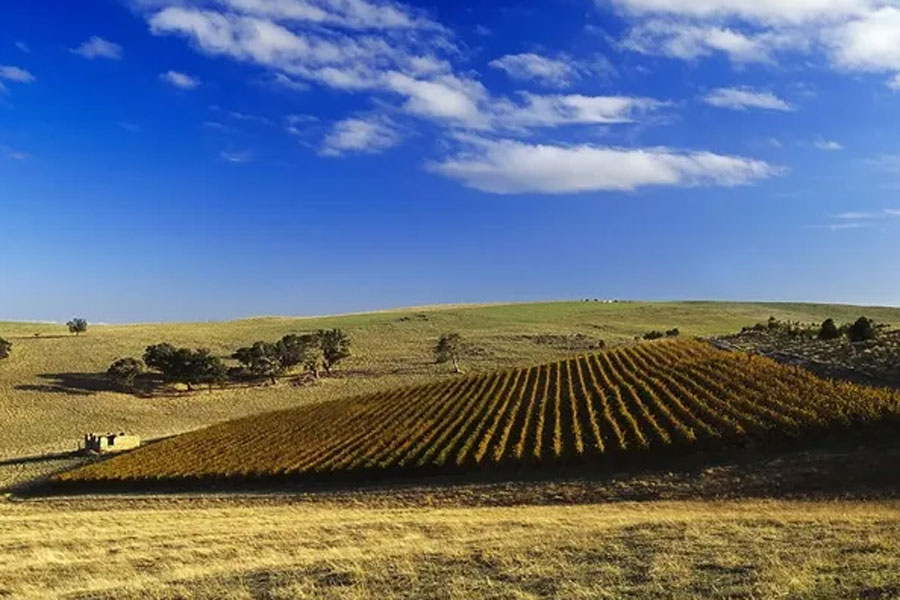 Wakefield Taylor Fw Promised Land Semillon Sauvignon Blanc là sản phẩm của nhà Taylor