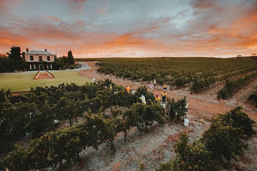 Wakefield Taylor Fw Promised Land Shiraz Cabernet được tạo ra ở vùng đất Clare Valley