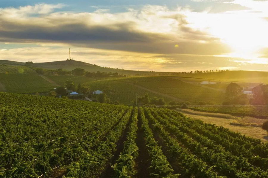 Wakefield Taylor Fw St Andrew Shiraz có khởi nguồn từ vùng đất Clare Valley