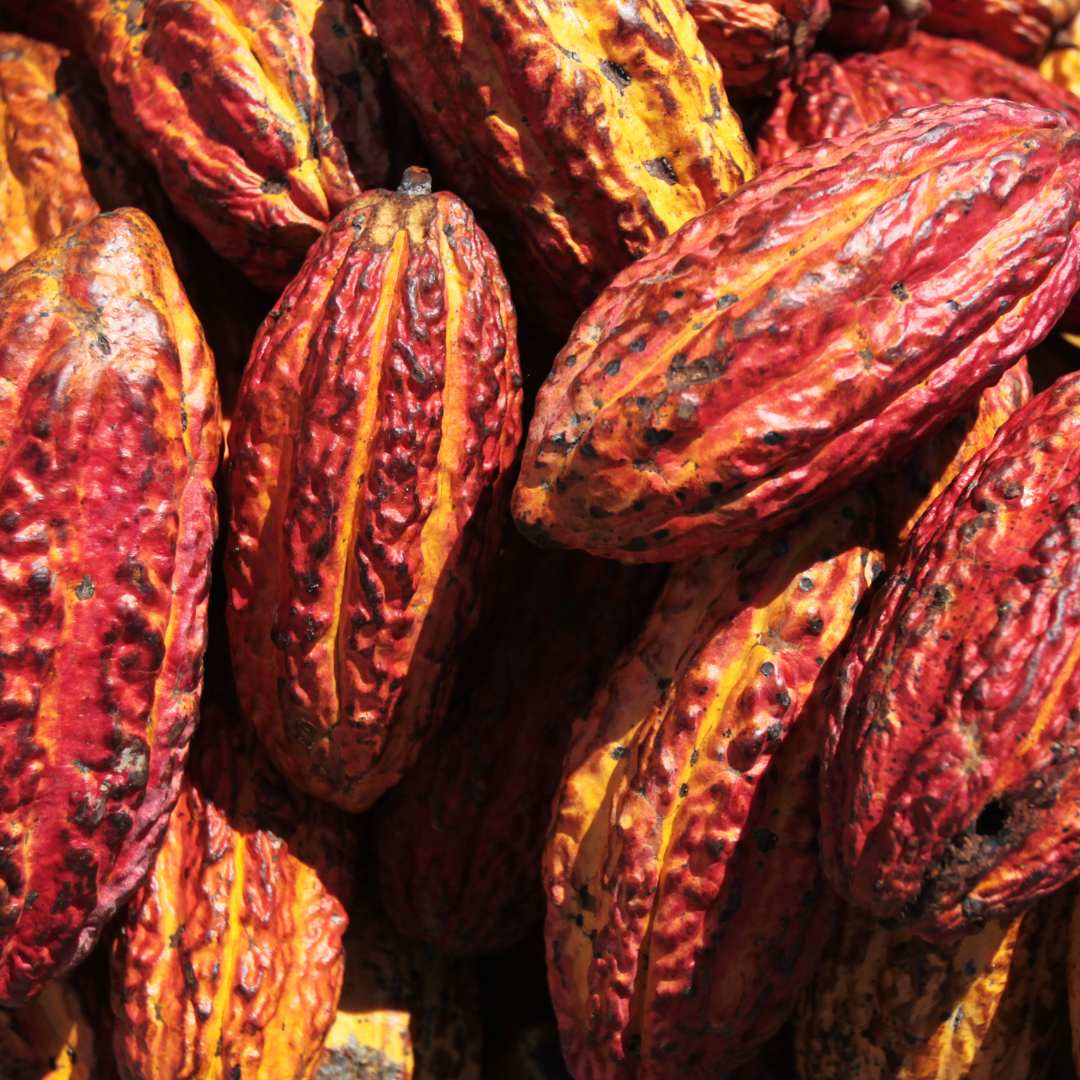 Cacao