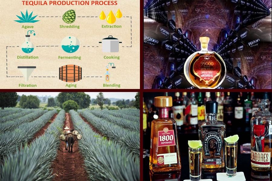 Quy trình sản xuất rượu Tequila chính hãng