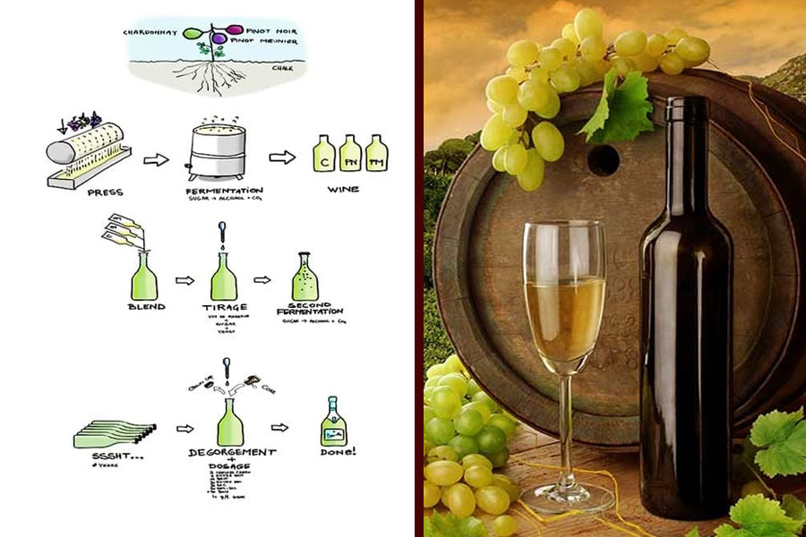 Quy trình sản xuất rượu Penfolds cơ bản