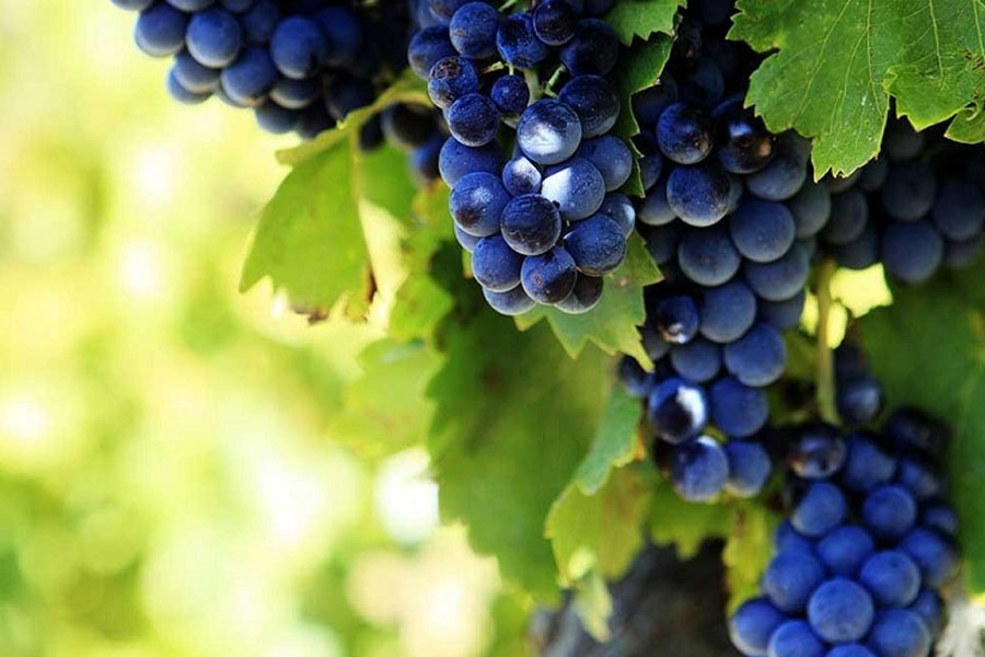 Giống nho Grenache trong công thức rượu La Fiole Reserva