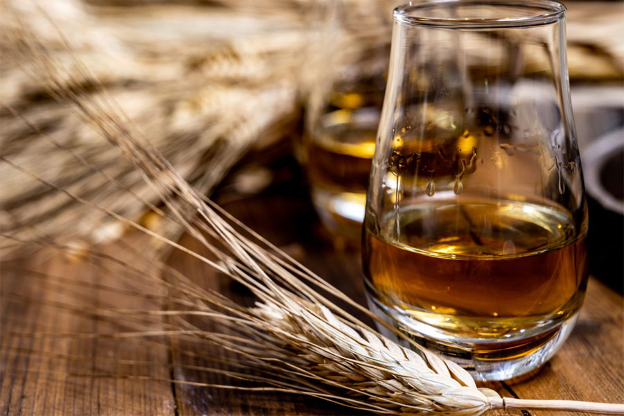 Nguyên liệu lúa mạch thượng hạng làm rượu whisky