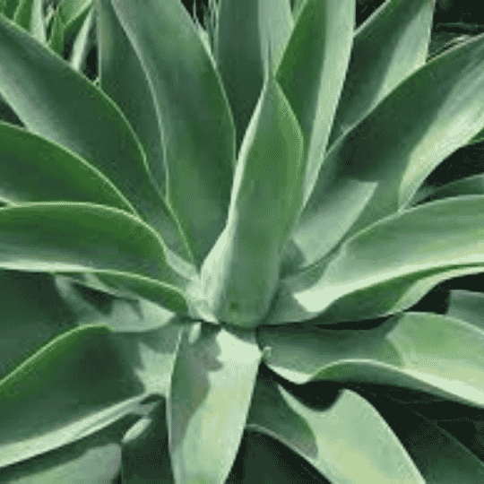 Agave