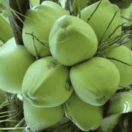 Dừa tươi