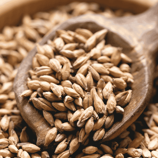 Malt