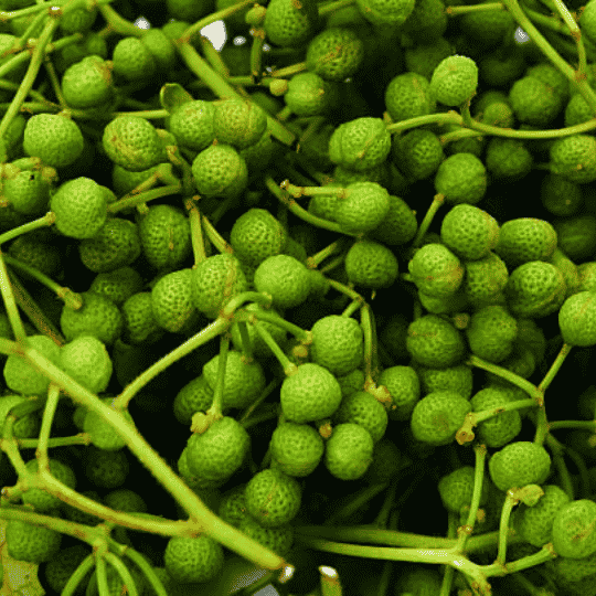 Tiêu Sansho