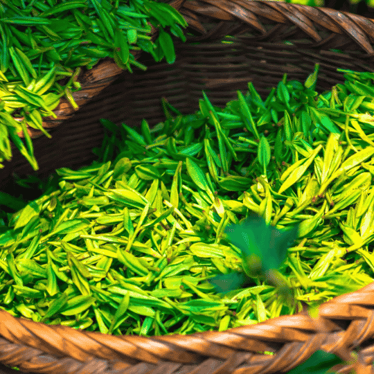 Trà Gyokuro